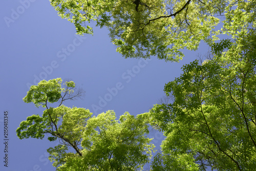 新緑の青空