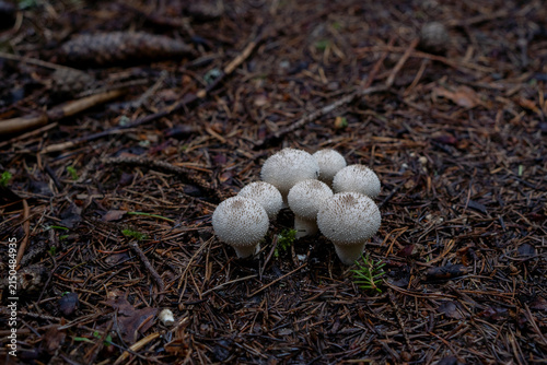 Cuadro en lienzo Tight cluster of small spiky puffball mushrooms growing in the forest