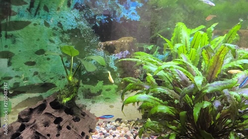 Colorful fish swim in a bright aquarium with lush green plants 