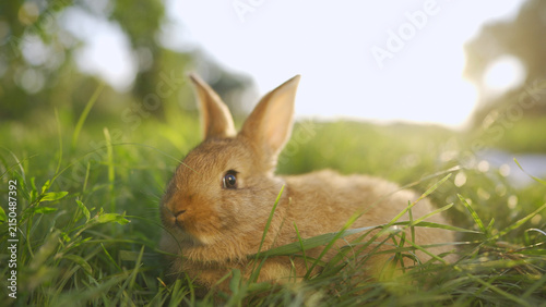 A rabbit relaxes in the soft grass as the sun shines brightly in the background. The rabbit enjoys the warmth from the sun while surrounded by lush green grass.