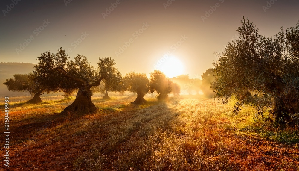 Fototapeta premium stunning fine art photograph of a centuries old olive grove enveloped in warm golden morning mist