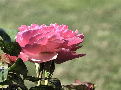 Plakat Rose