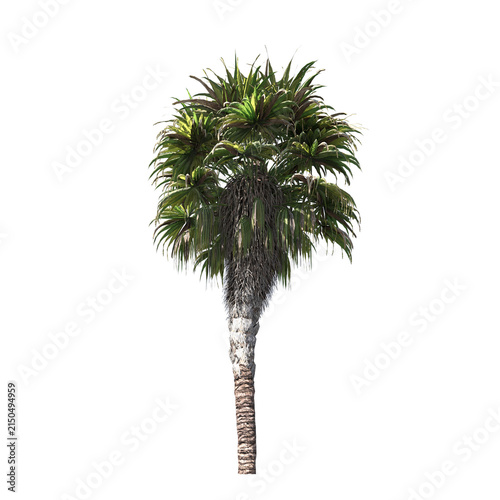 Tropical Palm Tree with Lush Green Crown and Curved Trunk