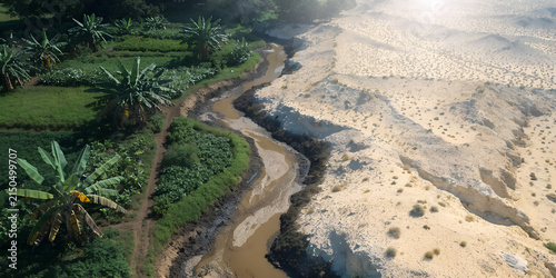 Where Verdant Meets the Sand