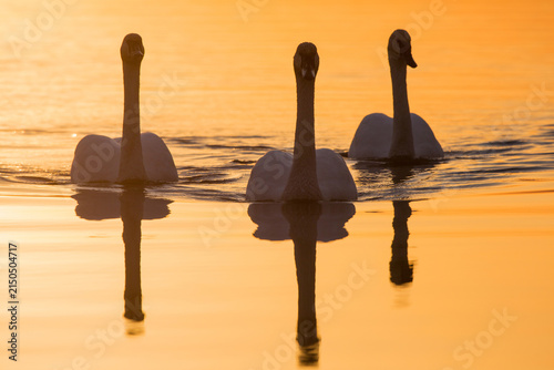 Fotografie 00758-01416 Trumpeter Swans (Cygnus buccinator) in wetland at sunrise, Marion Co