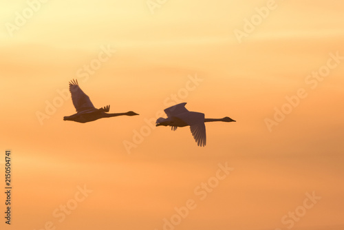 Konstfotografi 00758-01706 Trumpeter Swans (Cygnus buccinator) flying to wetland, Riverlands Mi