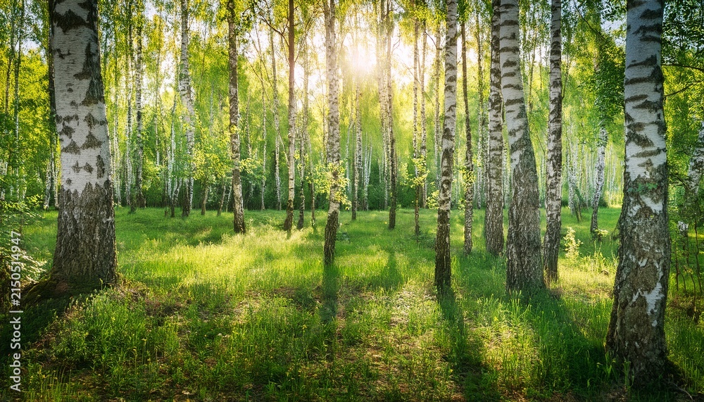 Fototapeta premium Summer Nature Birch Forest Landscape Scenic Background