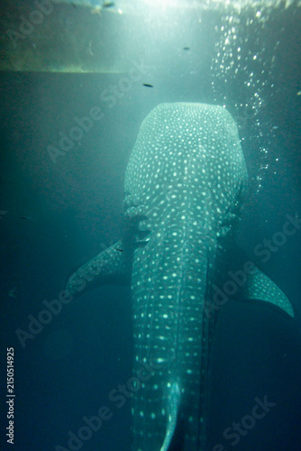 Photography A whale shark (Rhincodon typus) swims in the ocean under sunlight