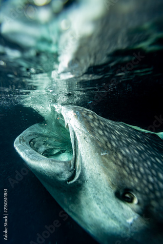 Foto Whale shark (Rhincodon typus) feeding underwater.