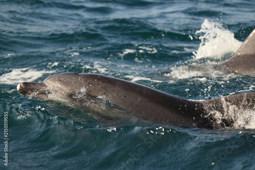 Obraz na płótnie Indo-Pacific bottlenose dolphin (Tursiops aduncus) is a species of bottlenose dolphin