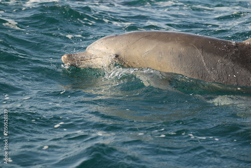 Foto Indo-Pacific bottlenose dolphin (Tursiops aduncus) is a species of bottlenose dolphin