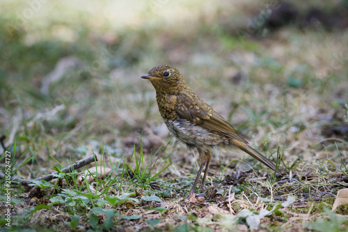Принти на полотні A young European robin (Erithacus rubecula) standing in the grass