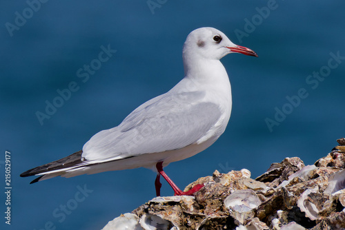 牡蠣殻の上を歩くユリカモメ(Black-headed Gull)