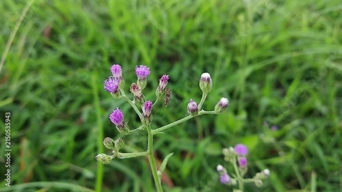 Cyanthillium cinereum purple wildflowers blooming among green grass, close up shot of little ironweed in the field