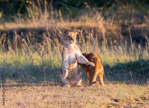 Fotografie Lions of the Masai Mara