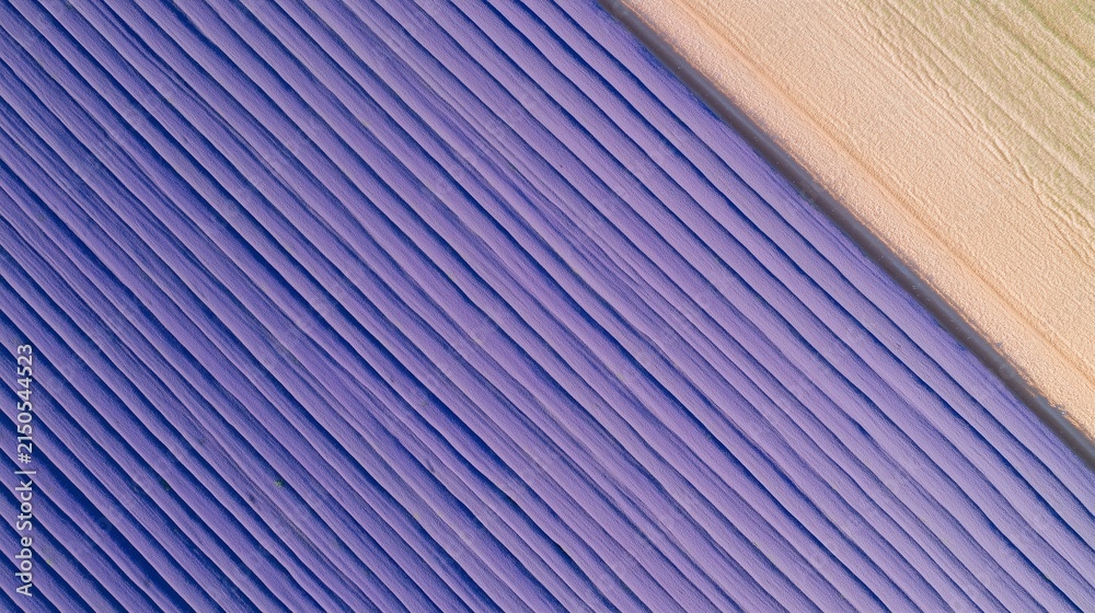 Fototapeta premium Aerial Lavender Farm with Long Violet Stripes