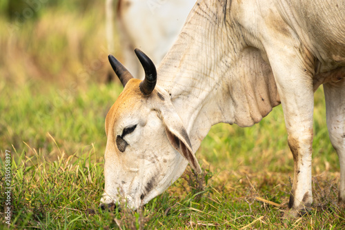 Bild auf Leinwand Philippine Cow Eating Grass (Side Profile)
