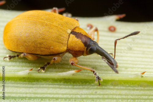 Obraz na plátně Yellow and brown weevil on leaf.