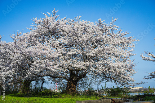 Foto Old cherry trees blooming in Niigata City, Japan.