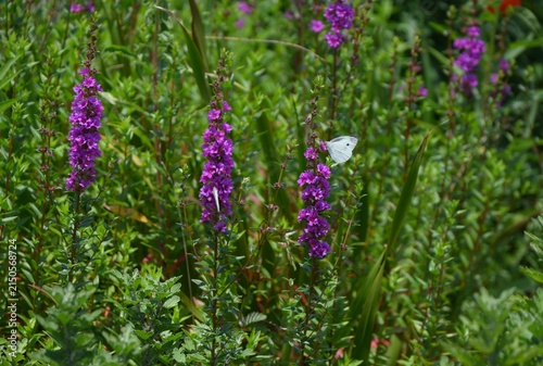 Lythrum salicaria (Ezo-Misohagi) flowers. It differs from 'Lythrum anceps' in that the leaves clasp the stem and the plant is covered with short hairs.