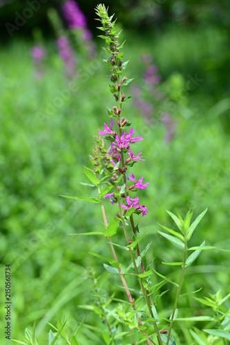 Lythrum salicaria (Ezo-Misohagi) flowers. It differs from 'Lythrum anceps' in that the leaves clasp the stem and the plant is covered with short hairs.