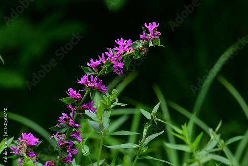 Lythrum salicaria (Ezo-Misohagi) flowers. It differs from 'Lythrum anceps' in that the leaves clasp the stem and the plant is covered with short hairs.