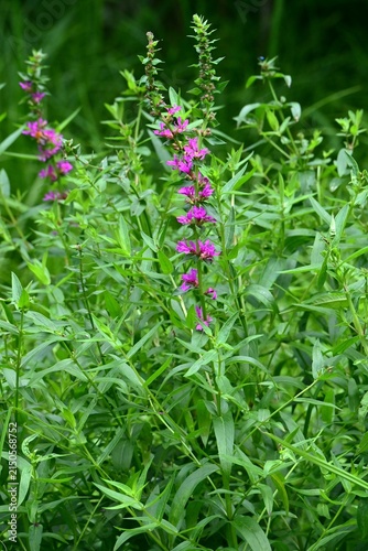 Lythrum salicaria (Ezo-Misohagi) flowers. It differs from 'Lythrum anceps' in that the leaves clasp the stem and the plant is covered with short hairs.