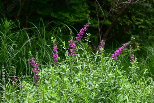 Lythrum salicaria (Ezo-Misohagi) flowers. It differs from 'Lythrum anceps' in that the leaves clasp the stem and the plant is covered with short hairs.
