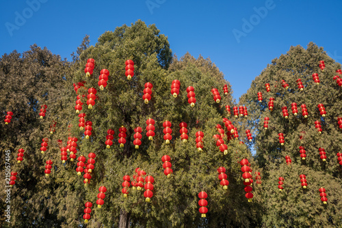 Red lanterns hang all over the trees