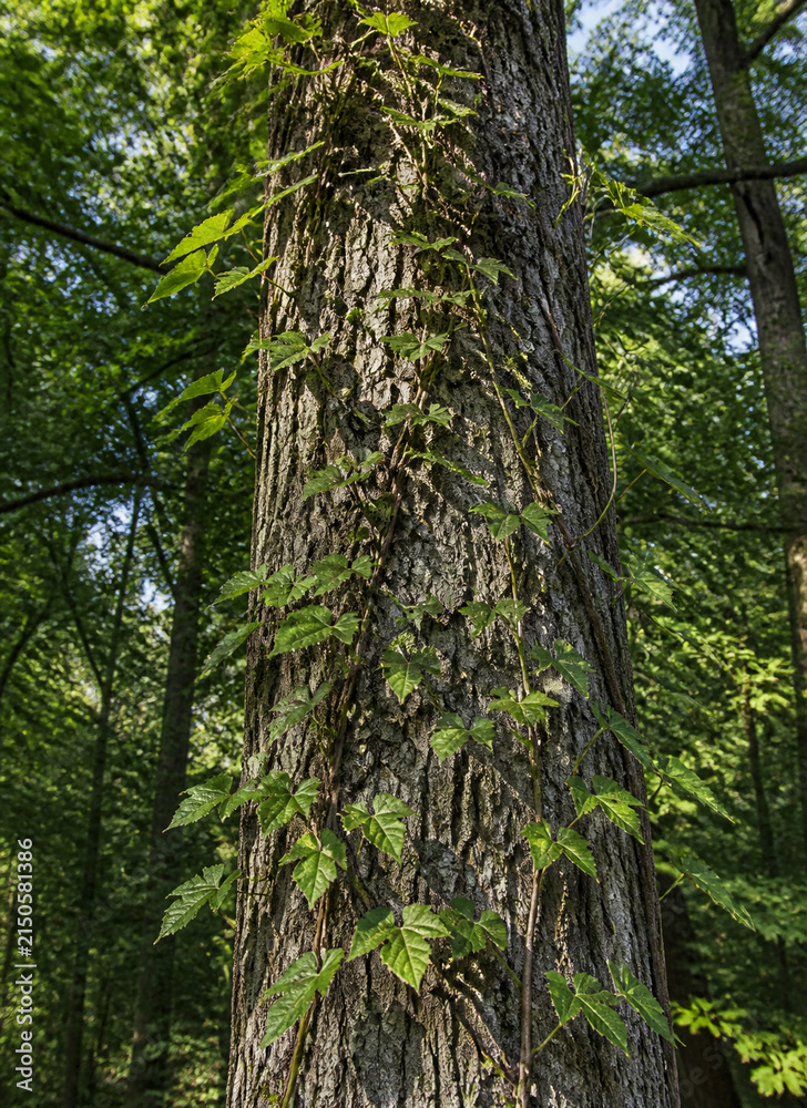 Fototapeta premium Delicate vines winding up the trunk of a tall oak tree, detailed bark and leaves.