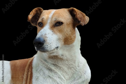 Foto Dog Portrait Looking Away From Camera