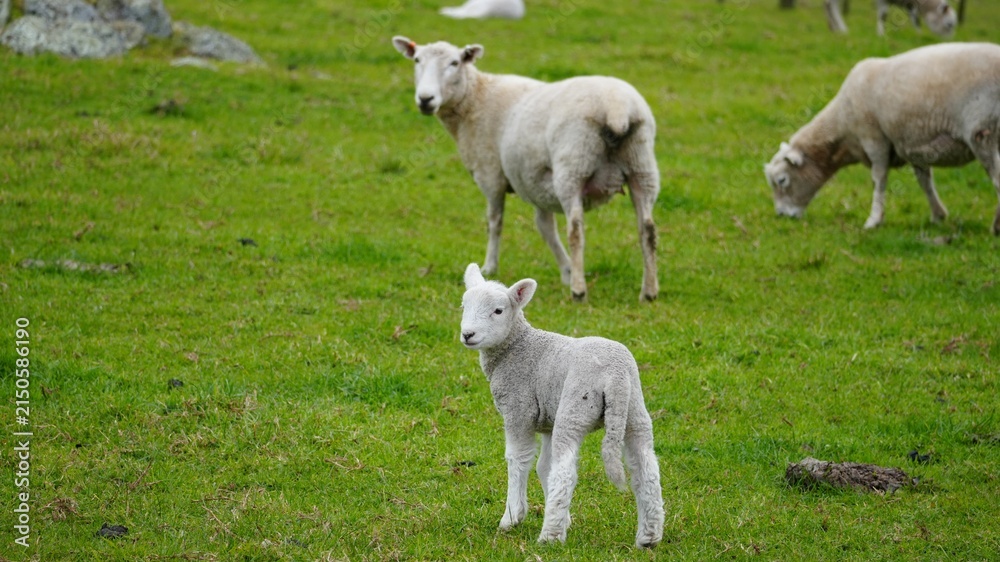 Fototapeta premium Young Lamb Standing in a Pasture at Cornwall Park, Auckland, New Zealand