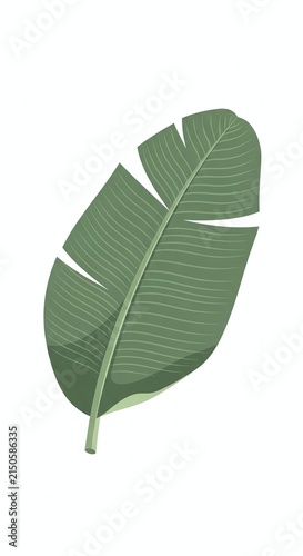 Close up of a green leaf with veins.