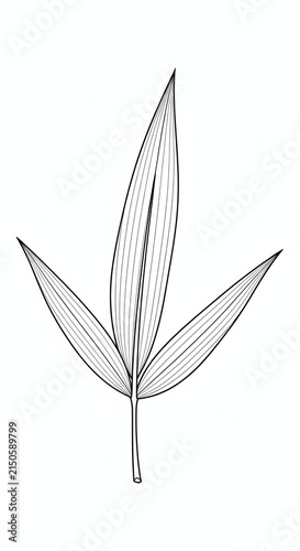 Minimalist line art drawing of a feather.