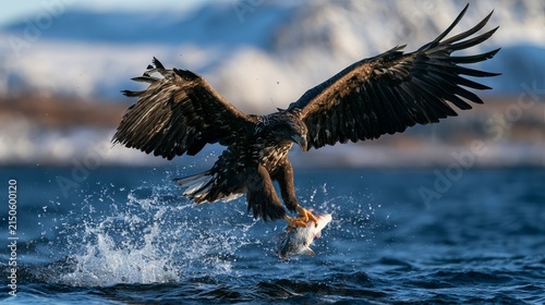 Eagle's hunt, its dance, amazing sights in the sky.