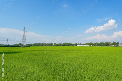 Green Rice Fields and Transmission Towers under Blue Sky and White Clouds in Chengdu Sichuan China