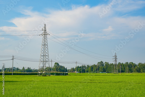Green Rice Fields and Transmission Towers under Blue Sky and White Clouds in Chengdu Sichuan China