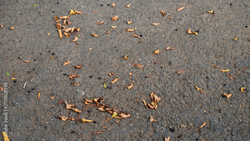 Scattered dry leaves and petals on rough gray asphalt surface.