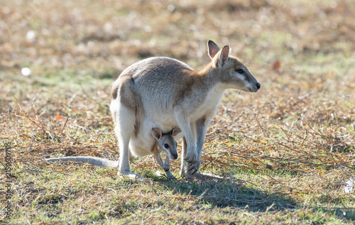 Cuadro en lienzo wallaby with joey in the pouch in outback Queensland.