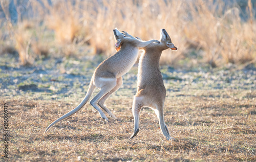 Agile wallabies fightingi n outback Queensland.