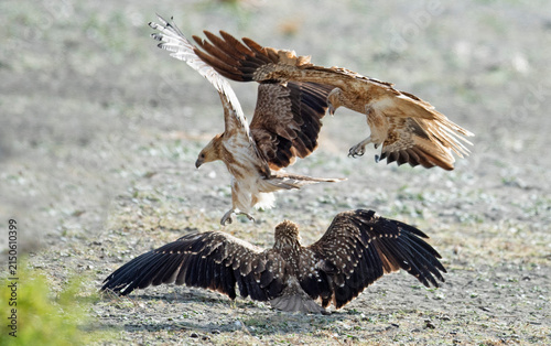 Kites fighting in outback Queensland,Australia.