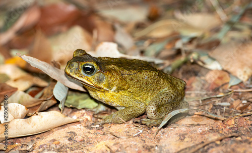 A cane toad in far north Queensland.