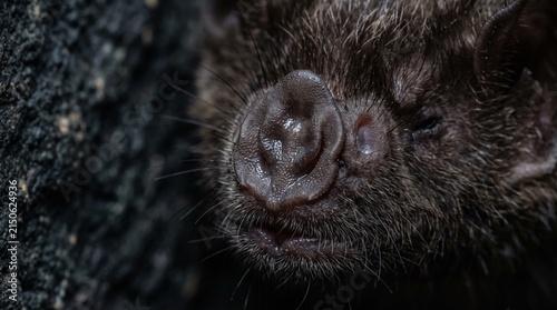 Close-up portrait of a small, dark brown bat, its furry face and distinctive nose-leaf visible, a nocturnal mammal resting in a cave or dark environment