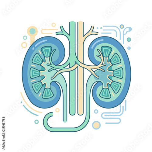 Anatomical illustration of kidneys and blood vessels