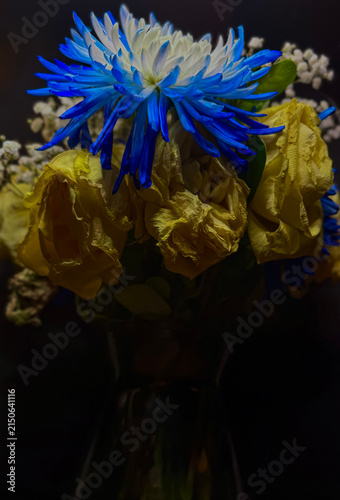 Bild auf Leinwand Vibrant Dyed Blue and White Flower Above Wilted Yellow Roses in Aging Floral Bou