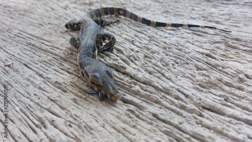 Quadro su tela Small monitor lizard with a striped tail resting on a textured concrete surface
