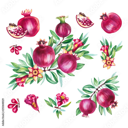 Pomegranate with leaves, flowers and fruits isolated elements. Set of pomegranate branches, leaves, flowers, fruits and seeds isolated elements. Watercolor pomegranate botanical illustrations for food