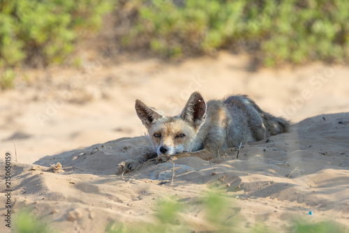 Photography This is an Red Fox (Vulpes vulpes arabica) resting flat against the warm sand dunes