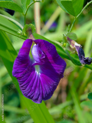 Cuadro en lienzo Close-up of a blooming purple butterfly pea flower (Clitoria ternatea) used for healthy herbal tea