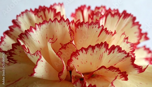Close-up of a Bicolor Carnation Flower with Red-Tipped Petals.